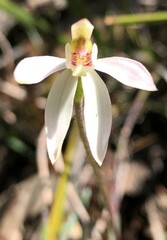 Caladenia fuscata