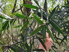 Pseudopanax linearis
