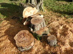 Hypoxylon fragiforme