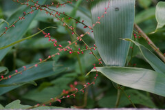 Persicaria filiformis