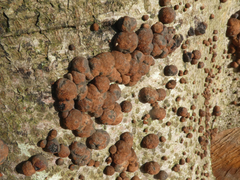 Hypoxylon fragiforme