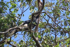 Bycanistes subcylindricus
