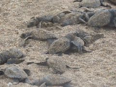 Lepidochelys olivacea