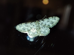 Idaea contiguaria