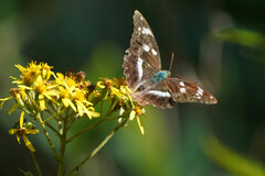 Argynnis sagana