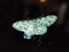 Idaea contiguaria