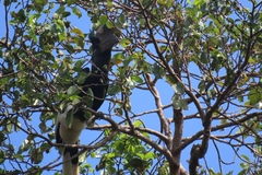 Bycanistes subcylindricus