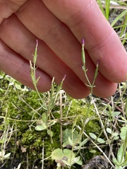 Centaurium pulchellum