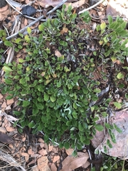 Goodenia hederacea alpestris
