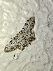 Idaea contiguaria