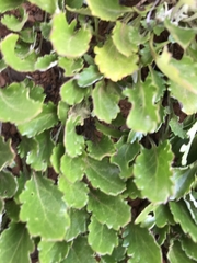 Goodenia hederacea alpestris