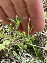 Centaurium pulchellum