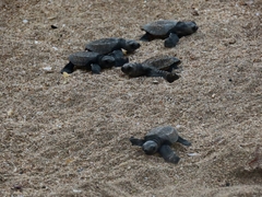 Lepidochelys olivacea