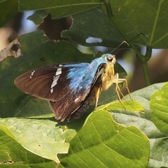 Astraptes fulgerator azul