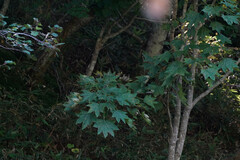 Kalopanax septemlobus