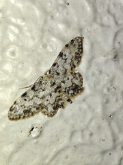 Idaea contiguaria