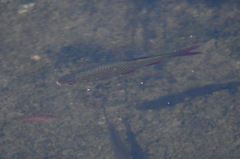 Scardinius erythrophthalmus