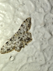 Idaea contiguaria
