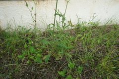 Sonchus asper