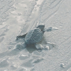 Lepidochelys olivacea