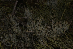 Allocasuarina