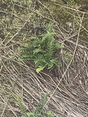 Polypodium vulgare