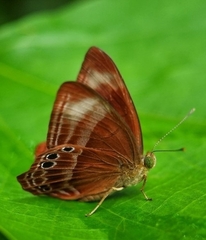 Abisara geza