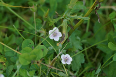 Geranium thunbergii