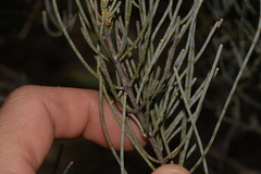 Allocasuarina