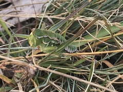 Chlorodectes montanus