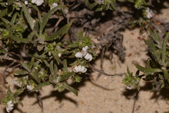 Scaevola