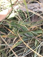Chlorodectes montanus