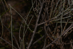 Allocasuarina