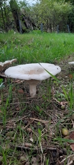 Lactifluus piperatus