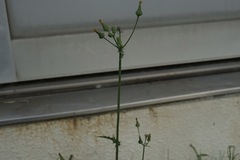 Sonchus asper