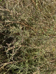 Atriplex littoralis