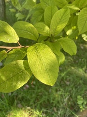 Prunus padus