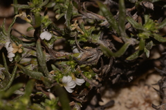 Scaevola