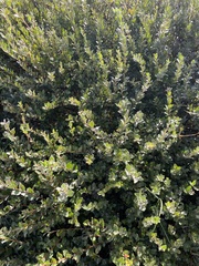 Salix repens
