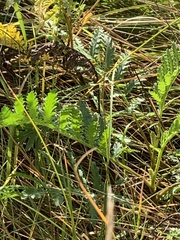Potentilla recta