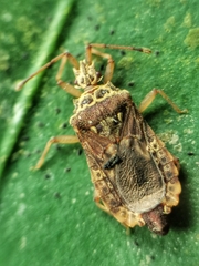 Odontonotus