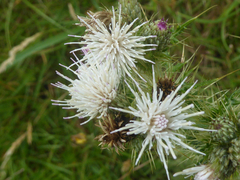 Cirsium palustre