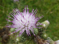 Cirsium palustre