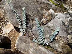 Astrolepis windhamii