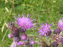 Cirsium palustre