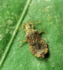 Odontonotus
