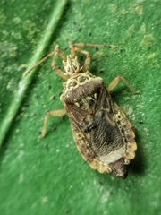 Odontonotus