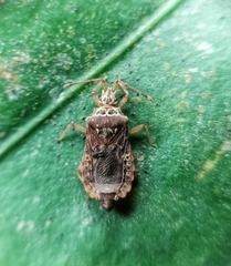 Odontonotus