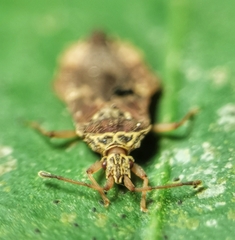 Odontonotus
