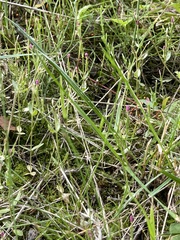 Centaurium pulchellum